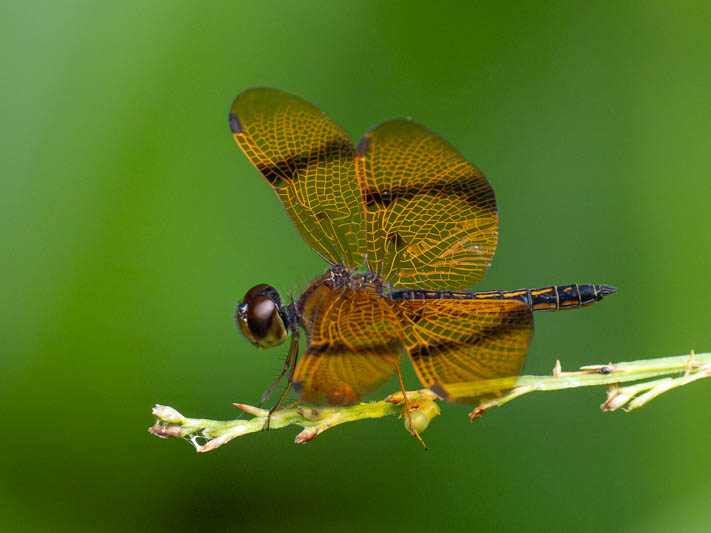 Perithemis undescribed (Dancing Amberwing) male.jpg